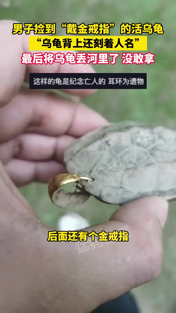 “戴金戒指”的活乌龟，背上还刻着人名？！