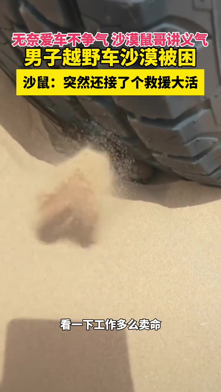 竟然沙漠鼠哥讲义气