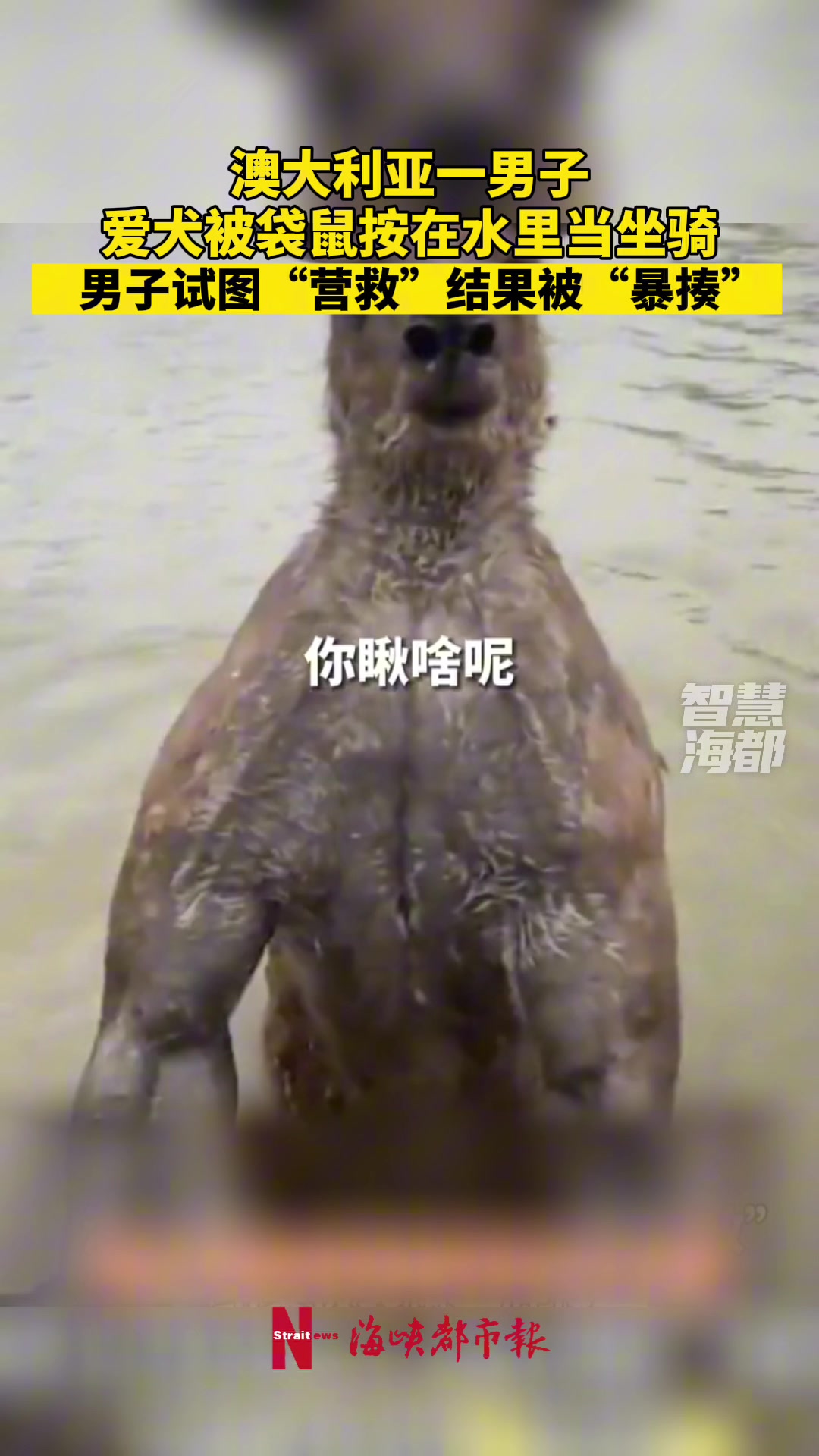 《吕 布 骑 狗》，你又是谁的部将？