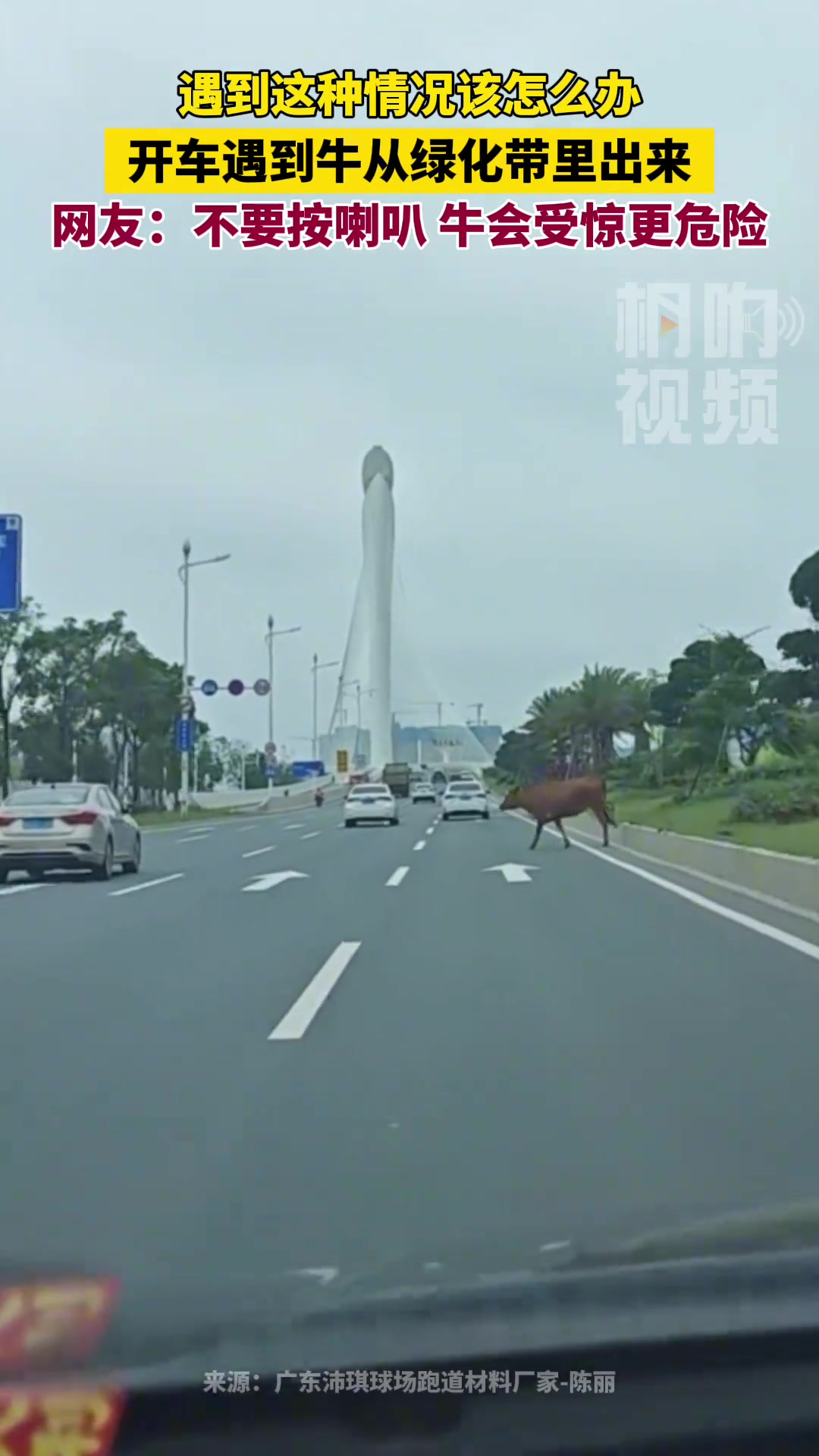 遇到这种情况该怎么办？ 开车遇到牛从绿化带里出来