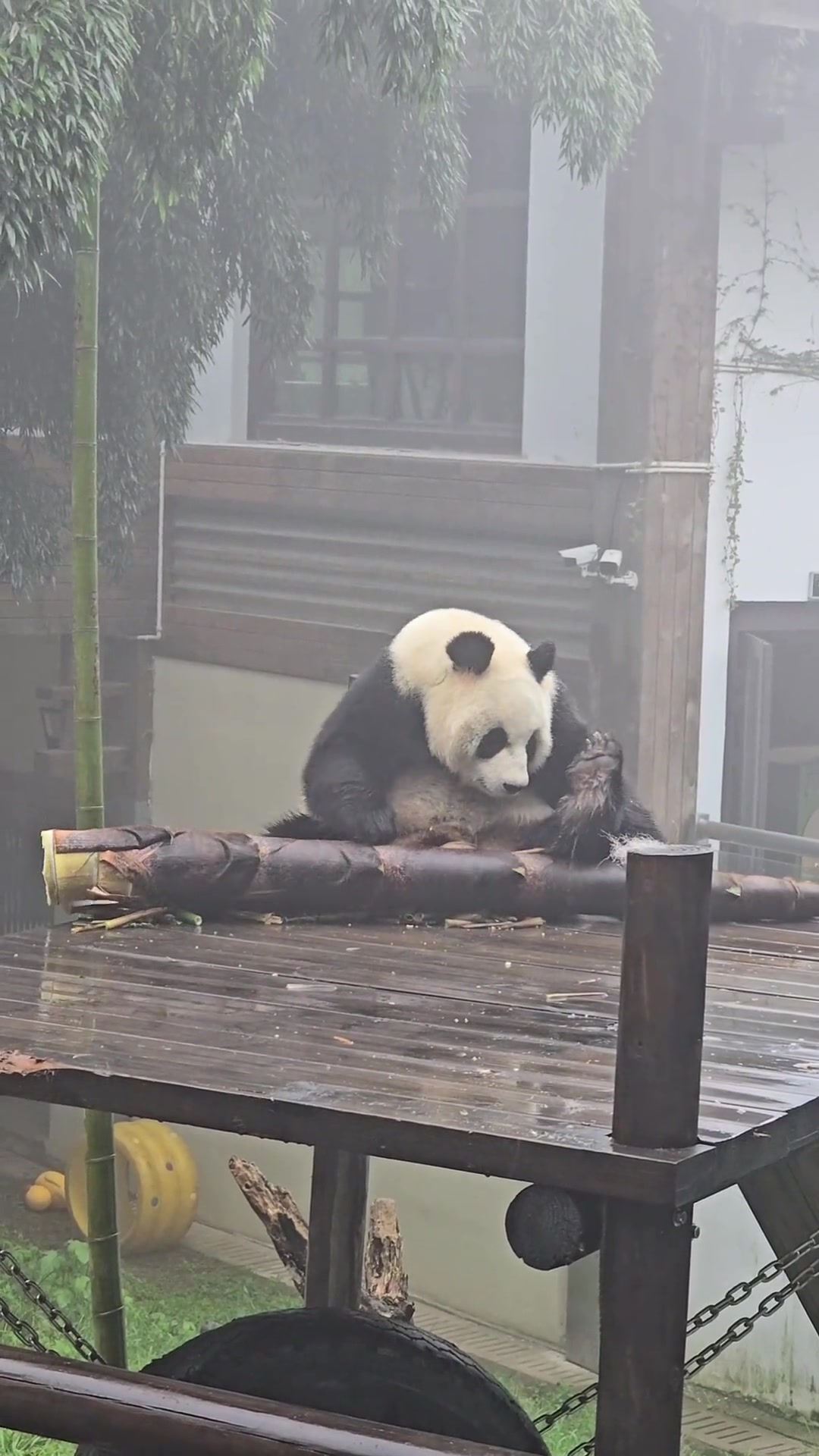 雨中笋笋之大熊猫抱不下