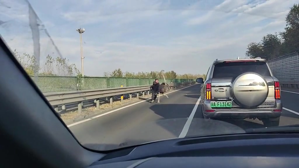 大城市就是不一样，马路上有鸵鸟