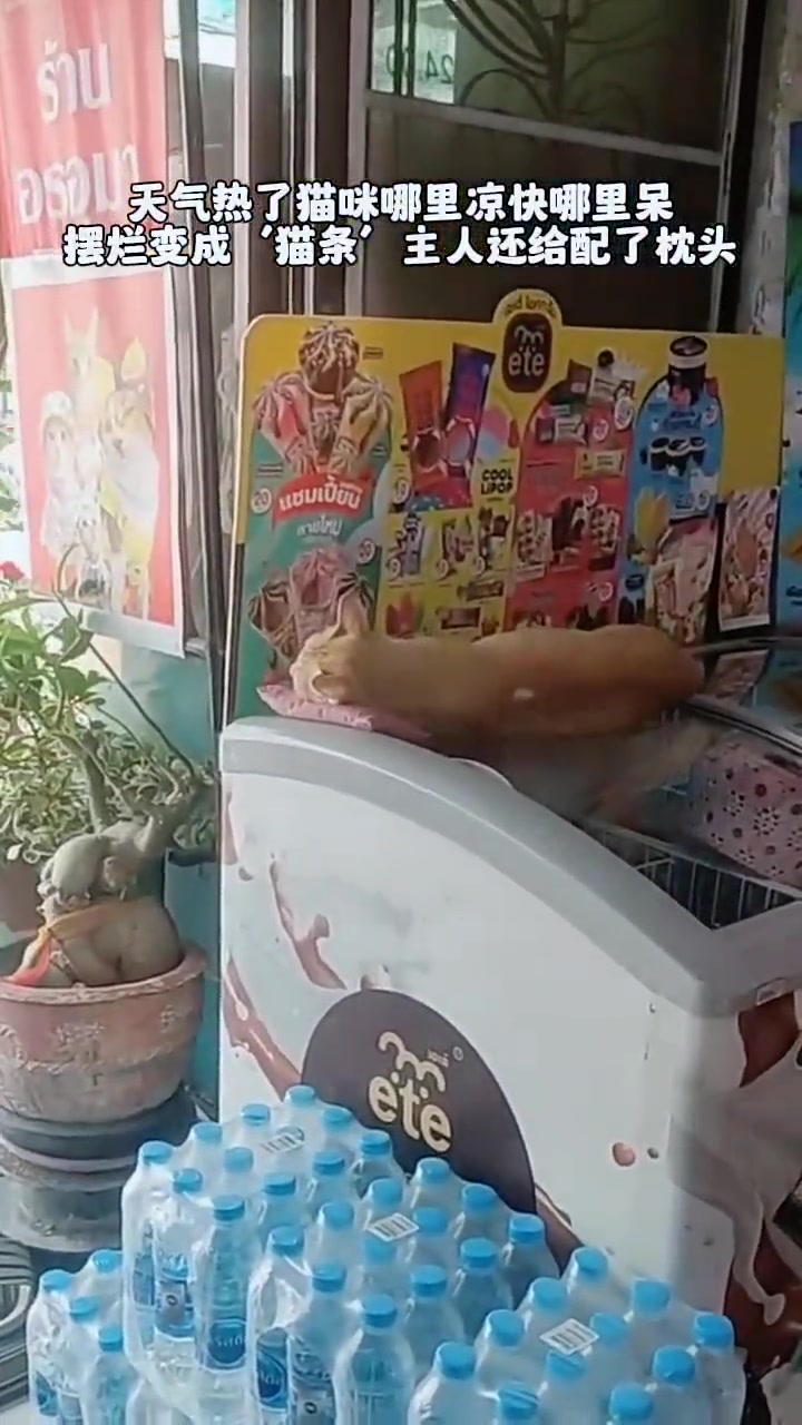 晚上这猫是要上班的