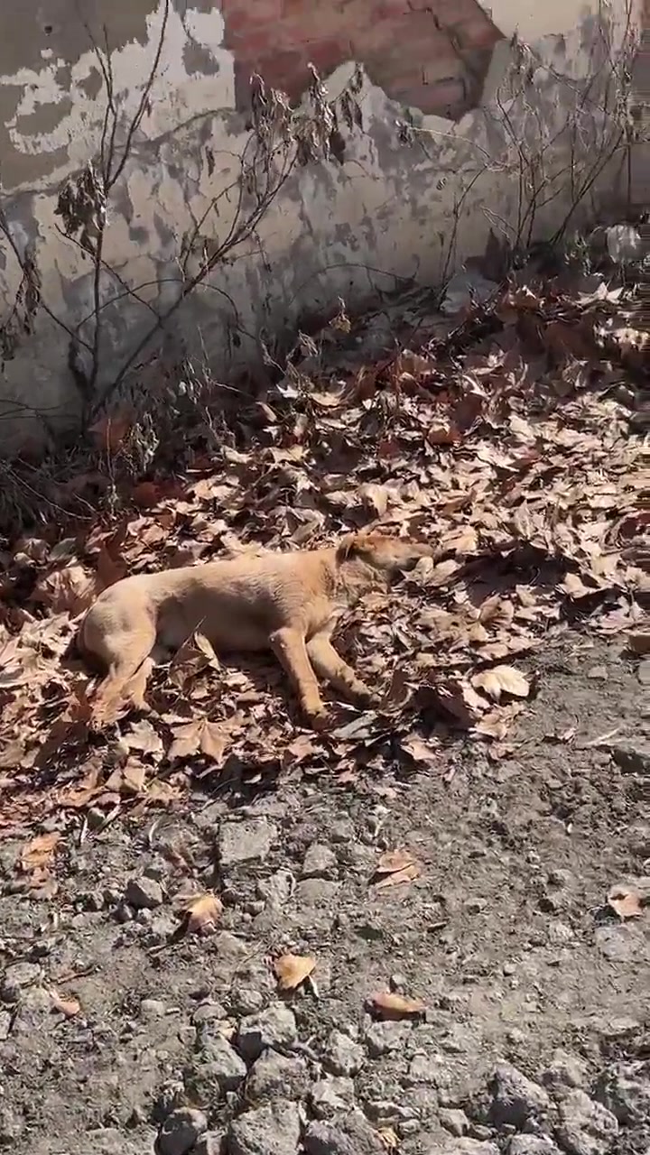 狗：听说你到处说我死了？多冒昧啊