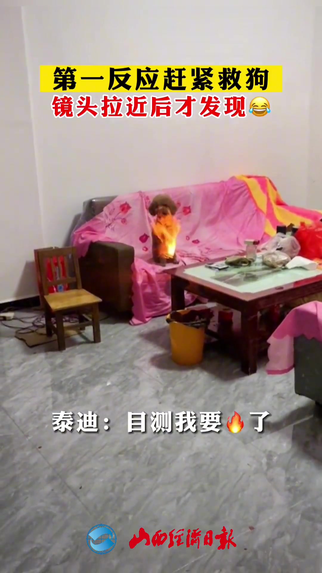 第一反应是救狗 镜头拉进才发现…