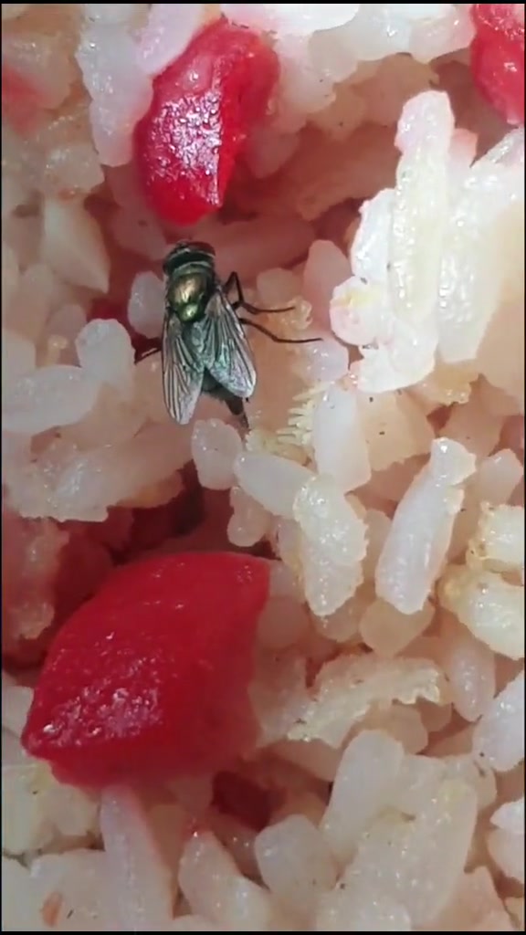 现在知道为什么苍蝇停过一段时间的食物就不能吃了