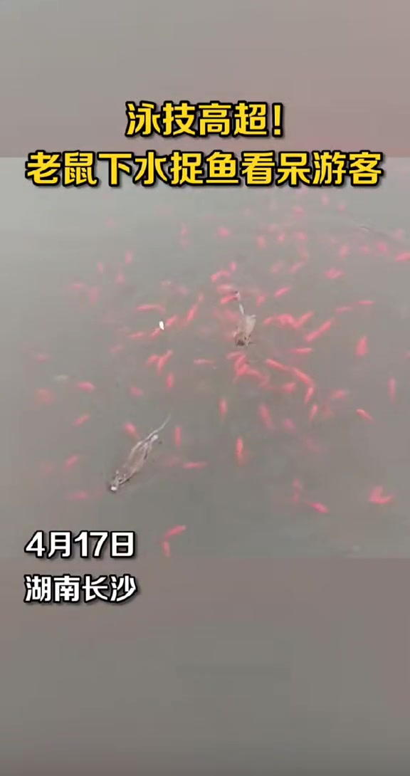 鼠鼠我啊，又添新业务咯
