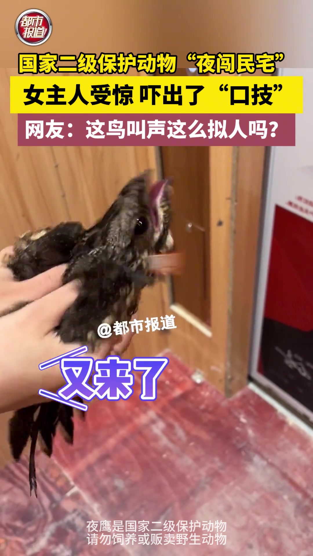 国家二级保护动物“夜闯民宅”。女主人吓出了“口技”
