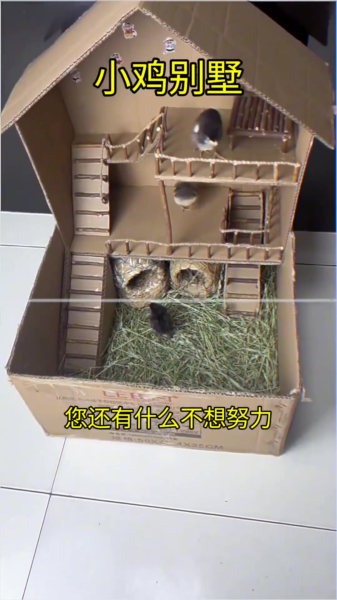 小鸡都住上别墅了，你还有什么理由不努力！