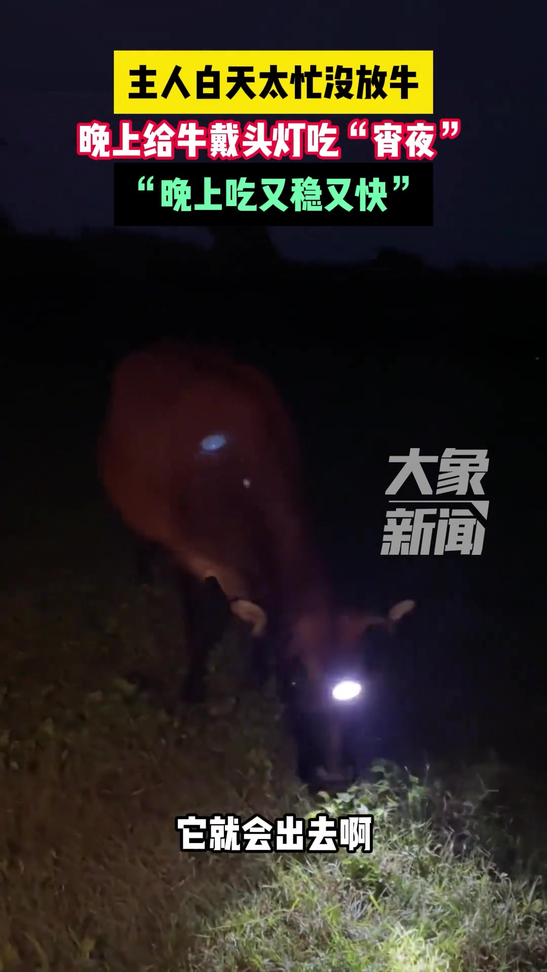 牛主人白天太忙没放牛，晚上给牛戴头灯在草地上吃草