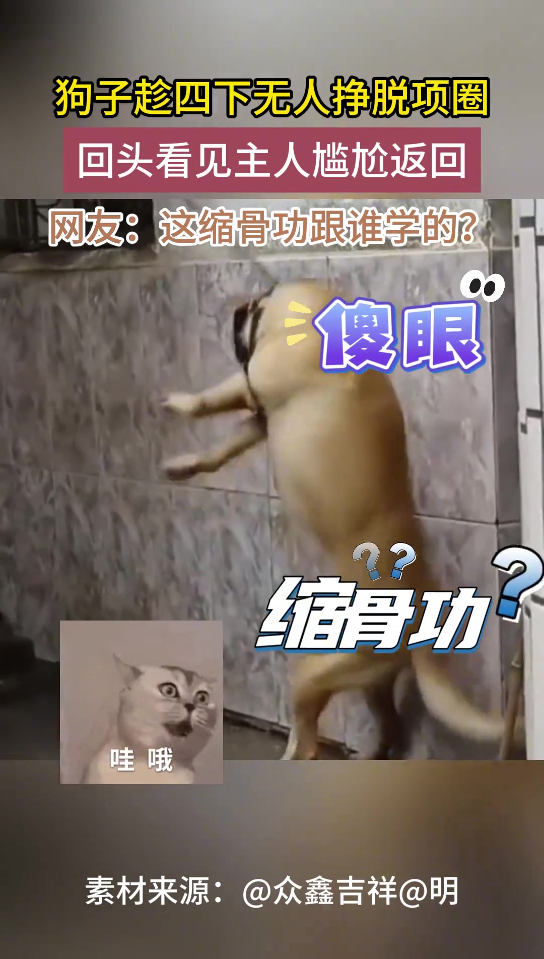 狗子趁四下无人挣脱项圈，回头看见主人尴尬返回