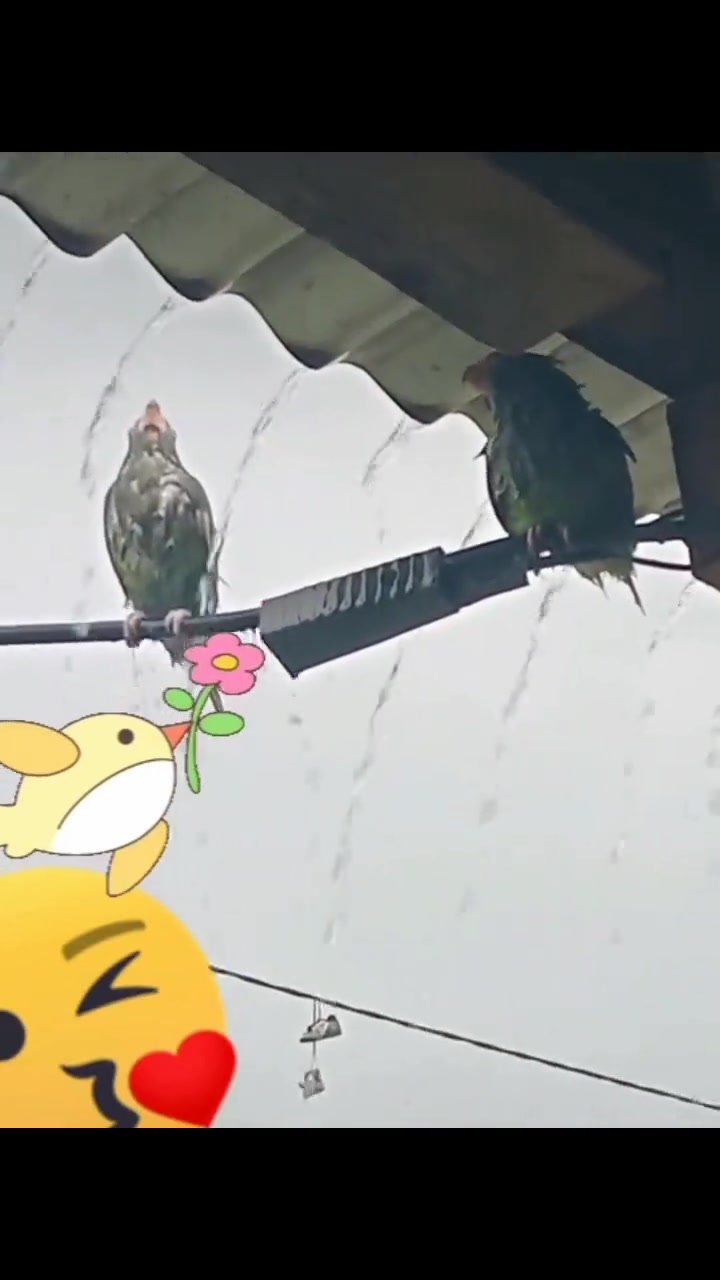 这犟鸟，下雨都不知道往屋檐下躲