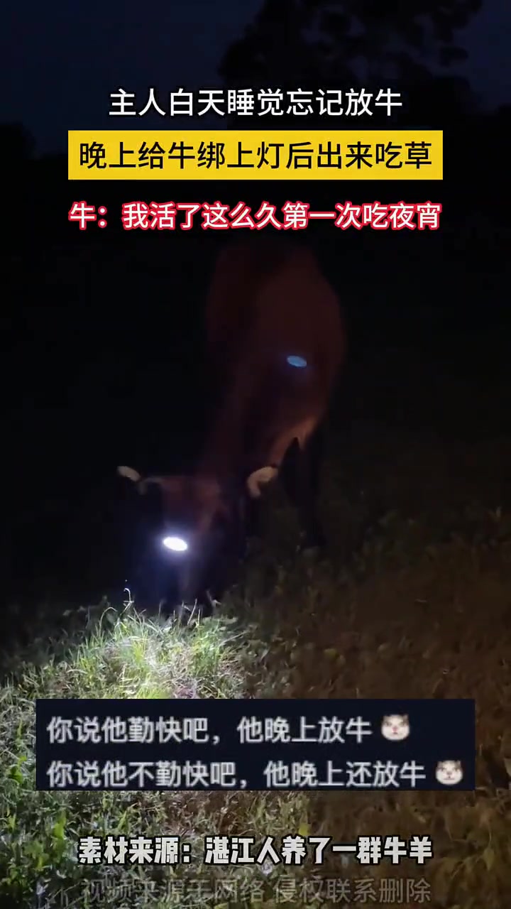 主人白天睡觉忘记放牛 晚上给牛绑上灯后出来吃草
