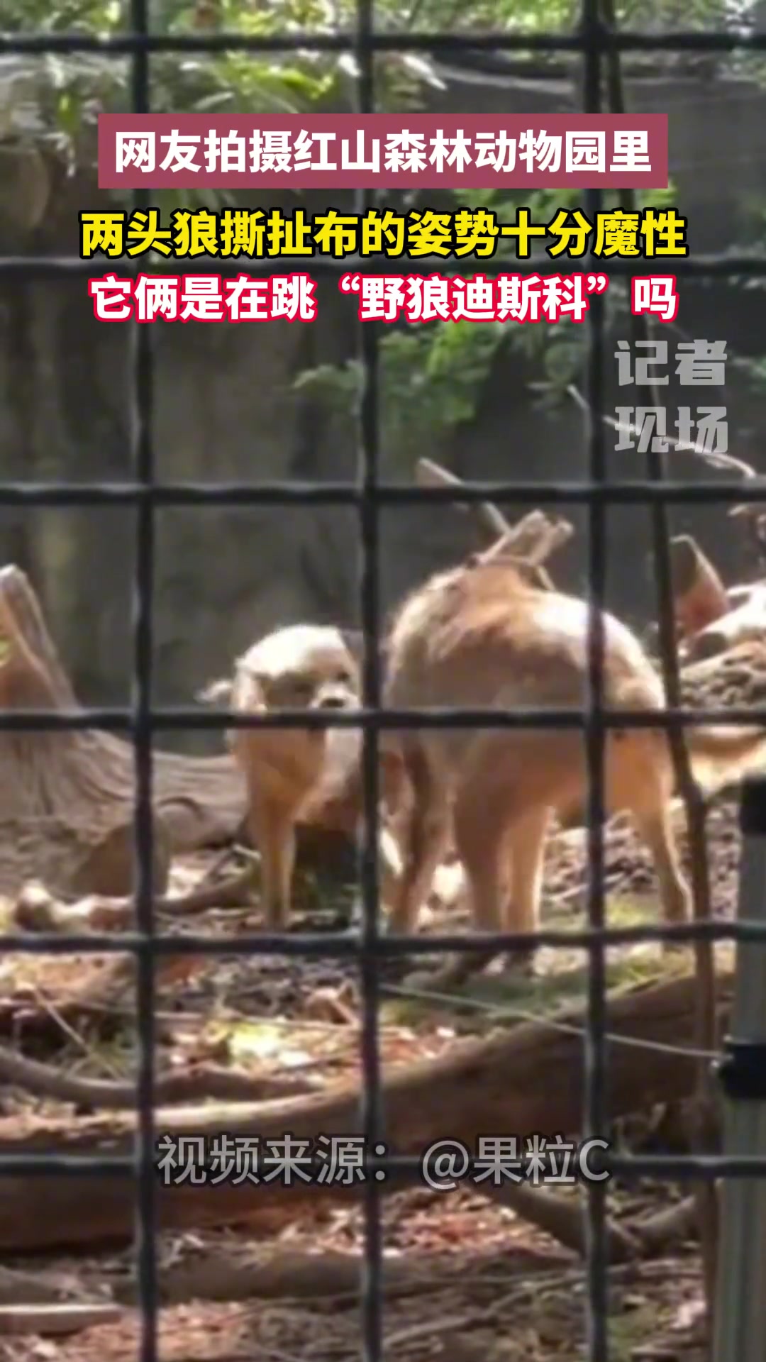 网友拍摄红山森林动物园，两头狼撕扯布的姿势十分魔性