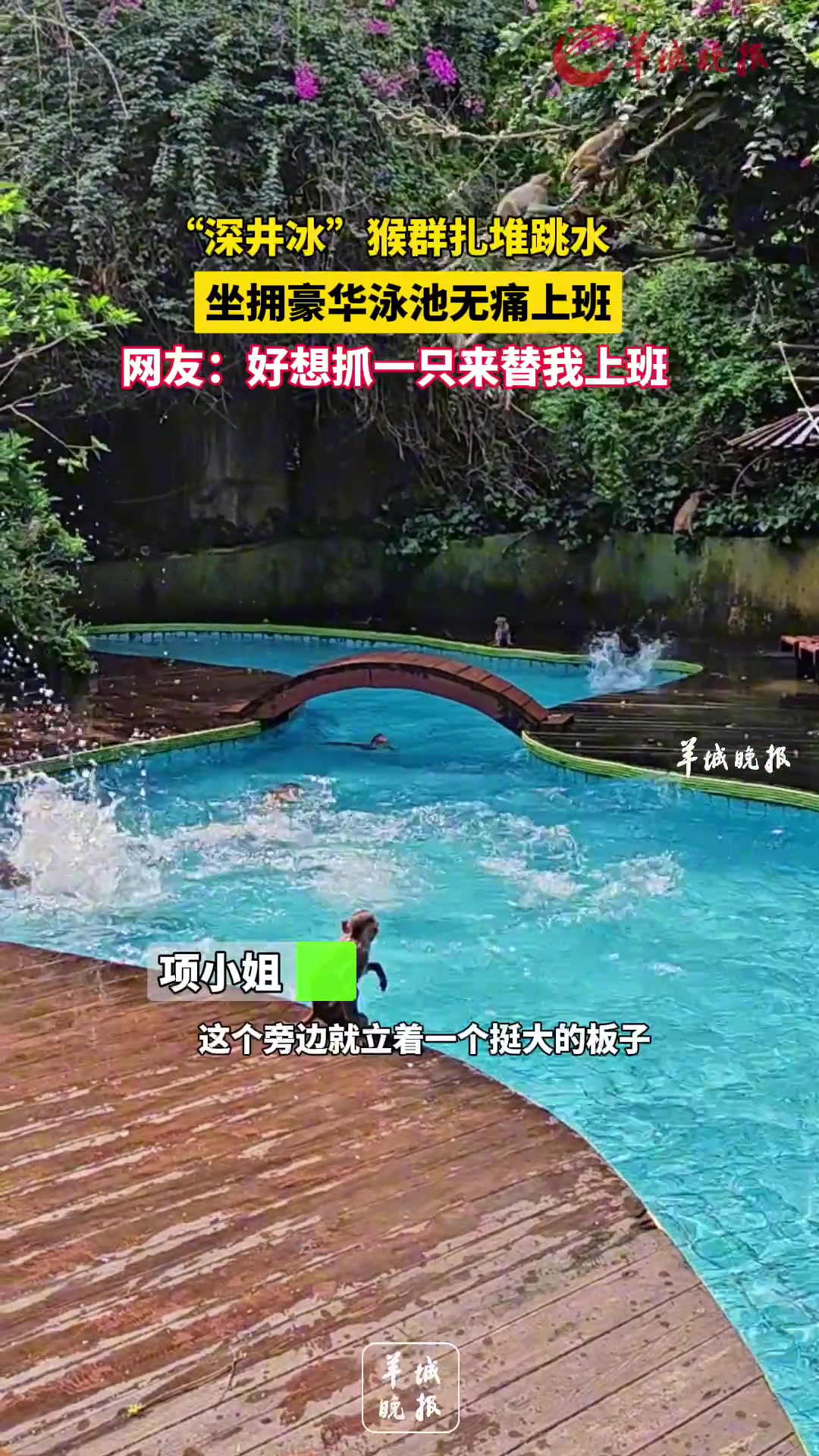 “深井冰”猴群扎堆跳水，坐拥豪华泳池无痛上班