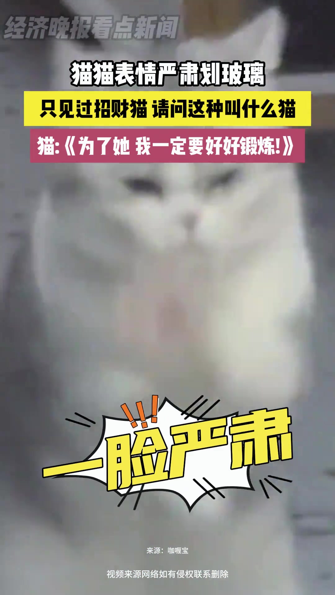 猫猫表情严肃划玻璃，只见过招财猫 请问这种叫什么猫