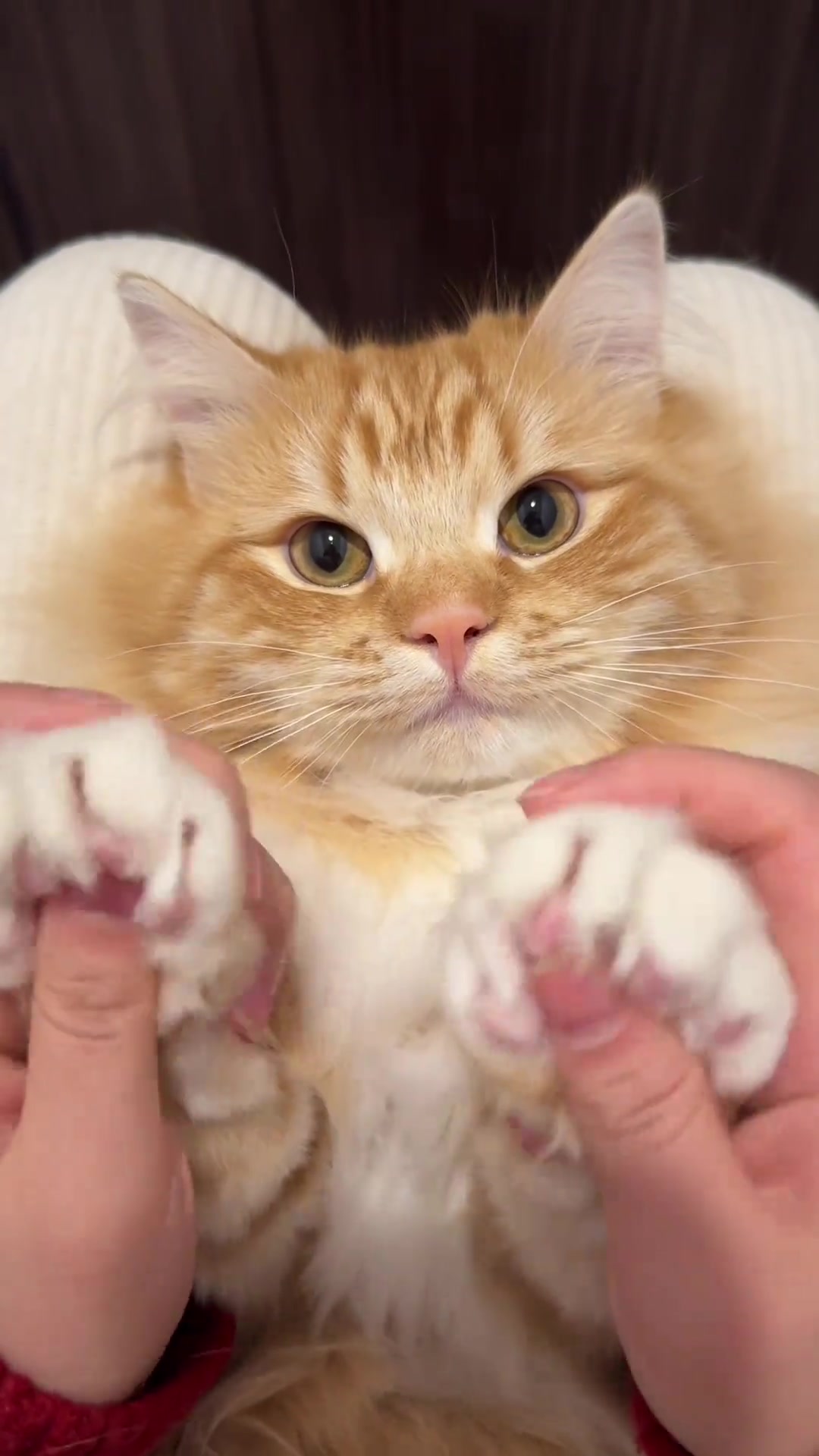 谁能拒绝傻憨憨的小猫咪