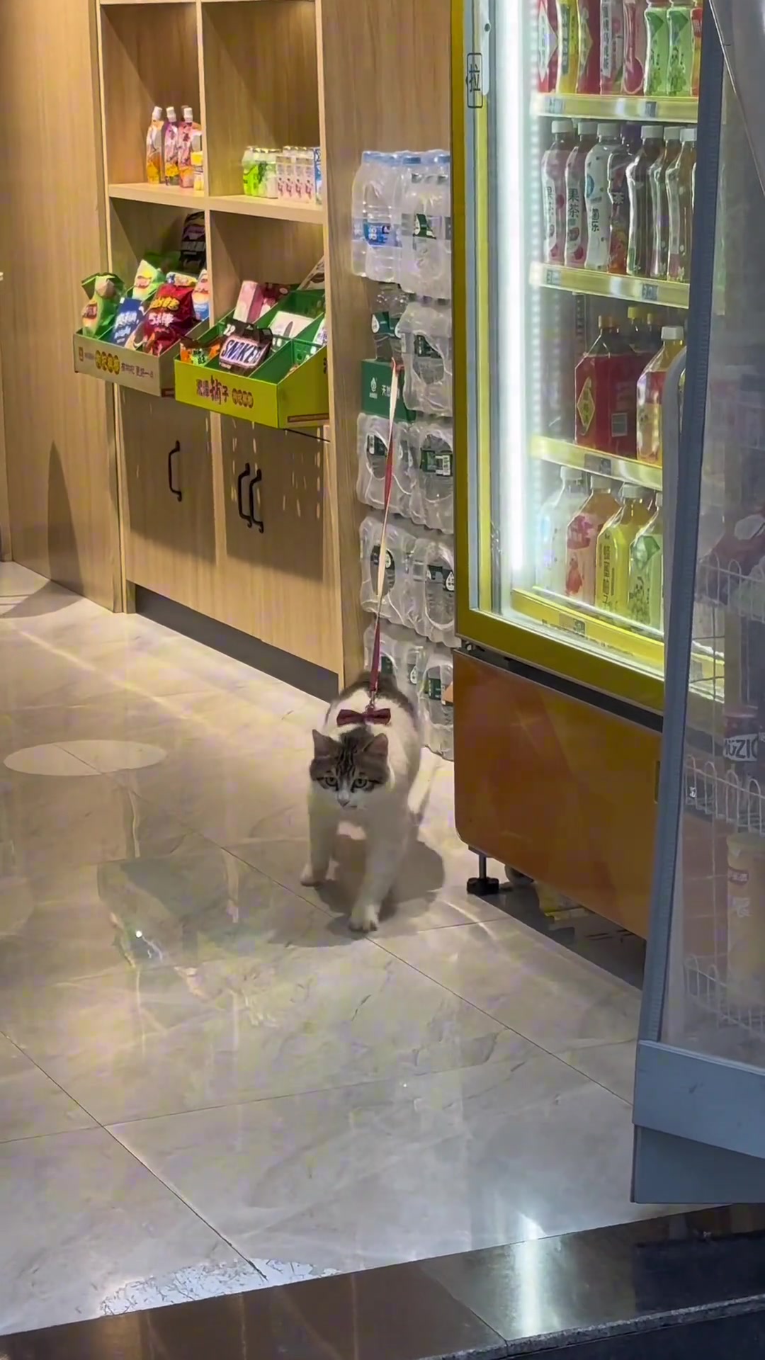 迈克尔杰克逊喵！