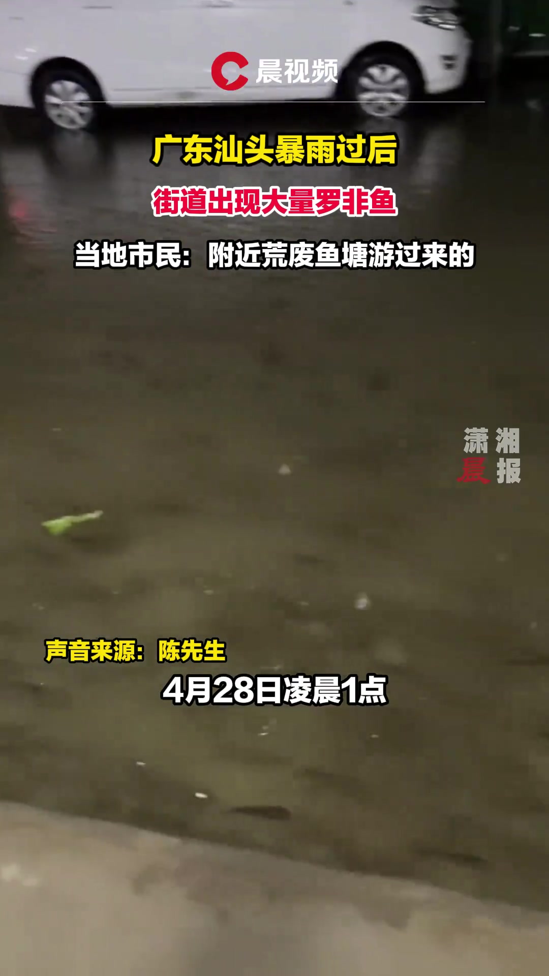 广东汕头暴雨过后，街道出现大量罗非鱼