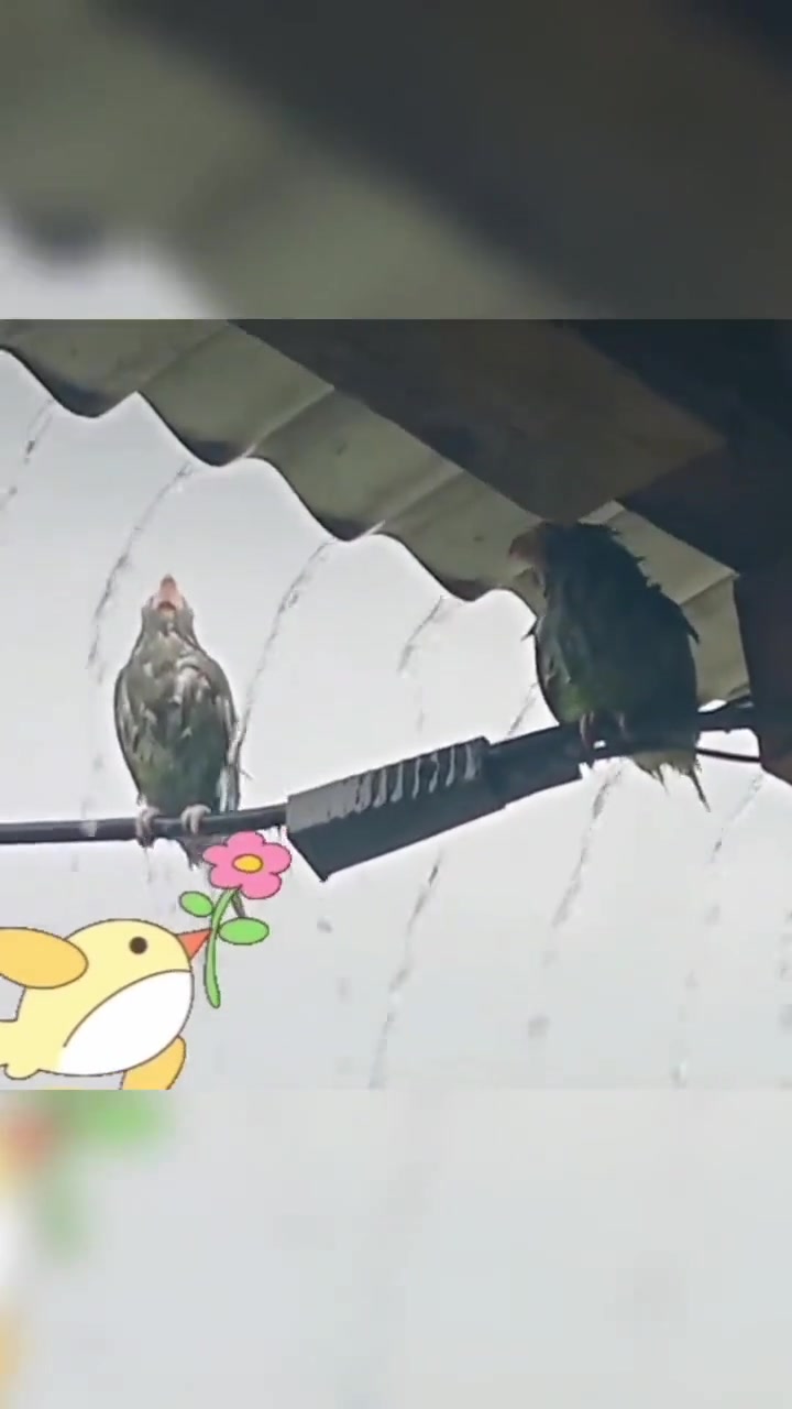 女鸟：今天你不跟我道歉，我就淋雨淋到死！
