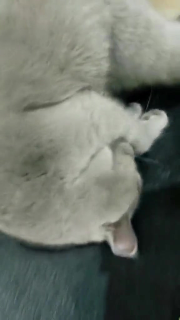 猫：我今天就是死也动不了一点