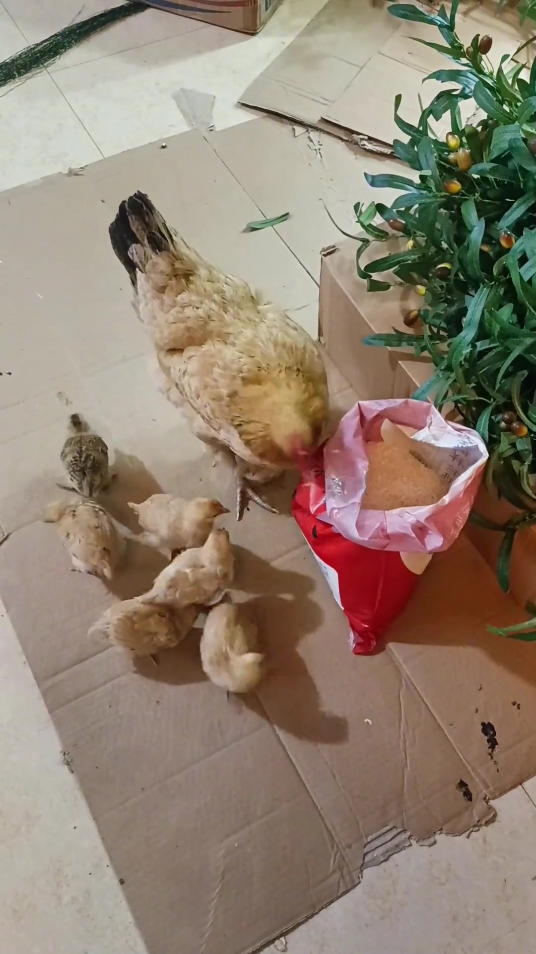 毕竟是霸王龙的直系后裔，还是很会的