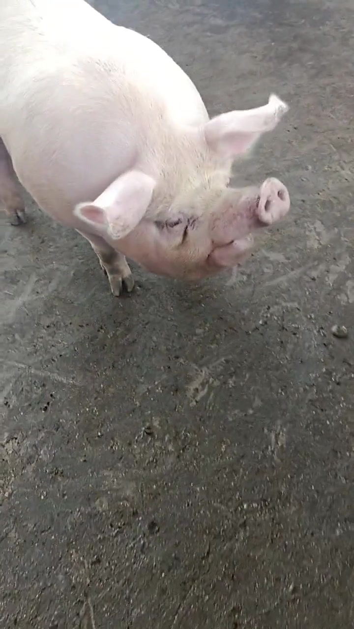 咋长成这样的？