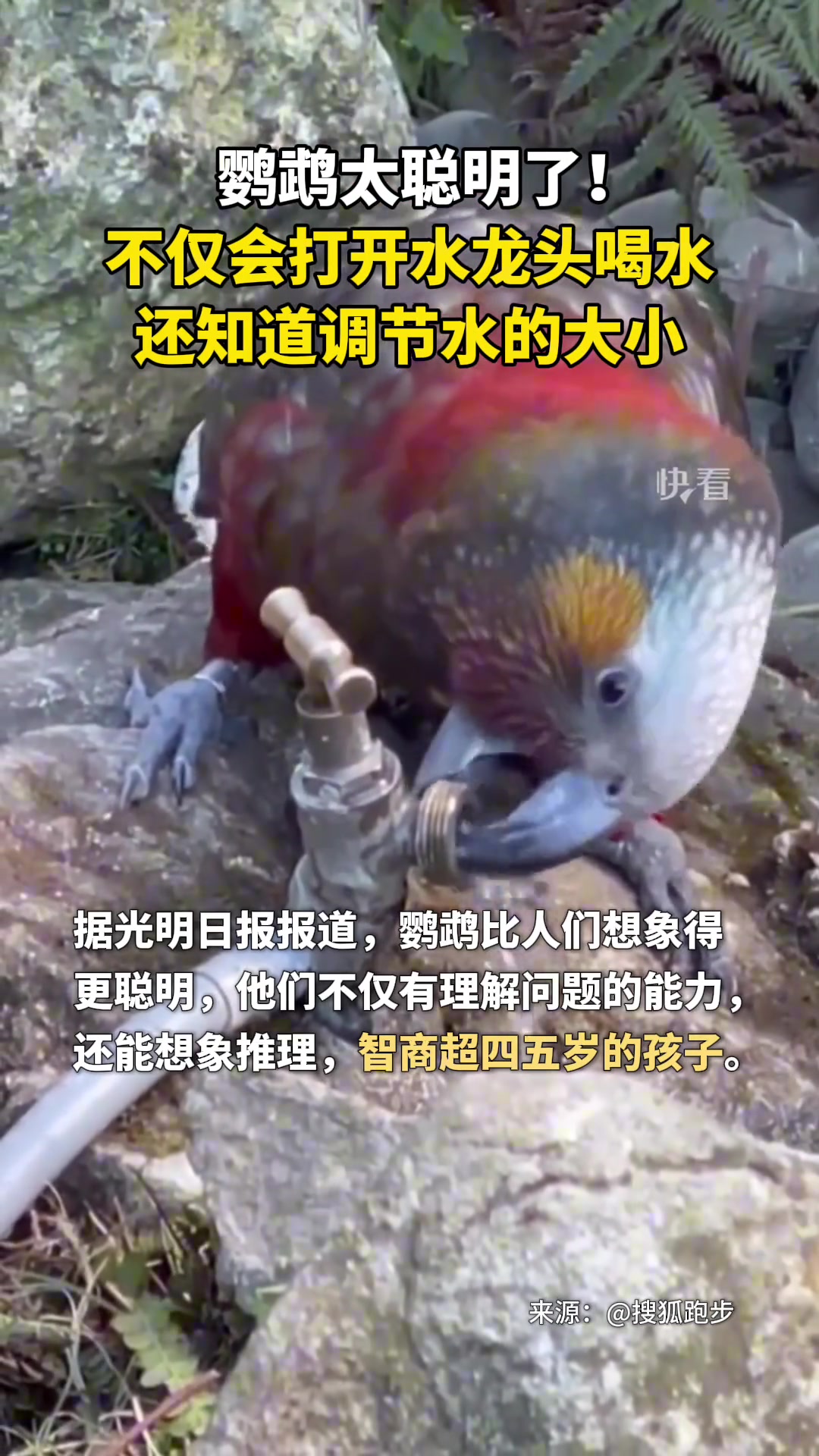 鹦鹉太聪明了！不仅会打开水龙头还会调节水的大小
