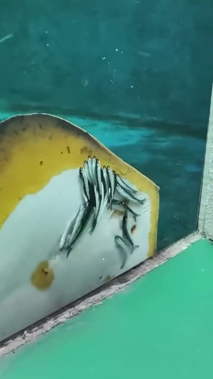 搁着吃自助呢？