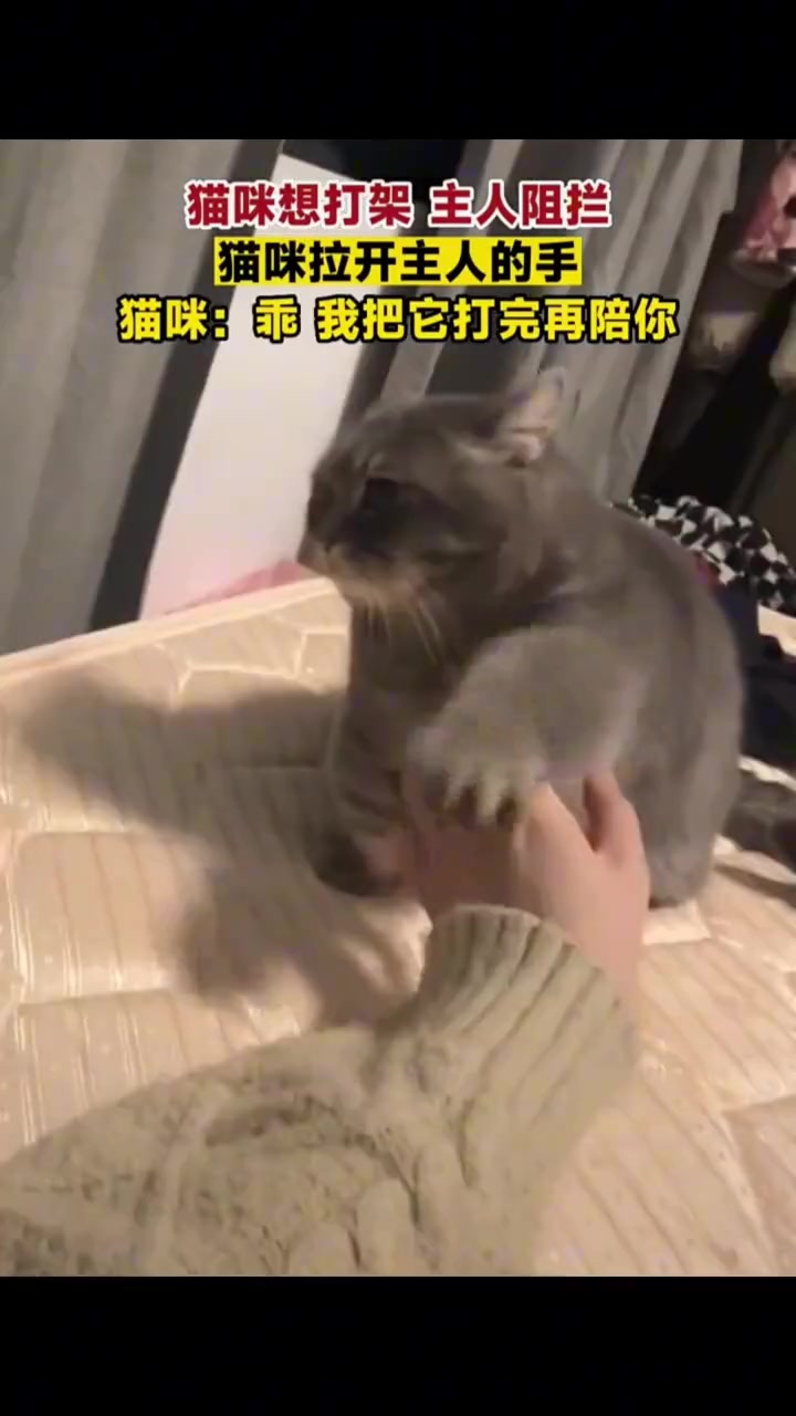 猫:让开，我今天非吠了他