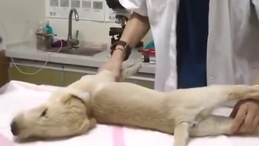 常威打来福里的狗就是这条吧？
