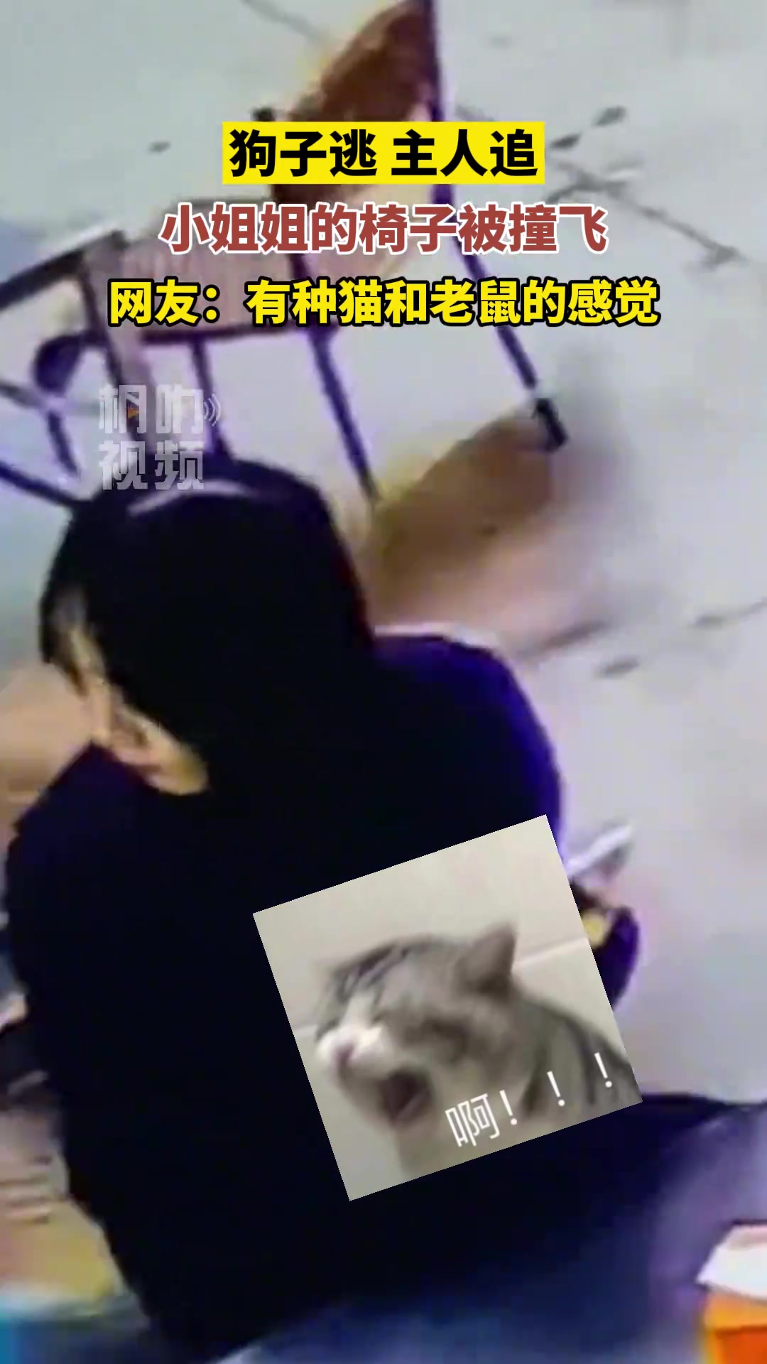 狗子跑，主人追，小姐姐的椅子被撞飞