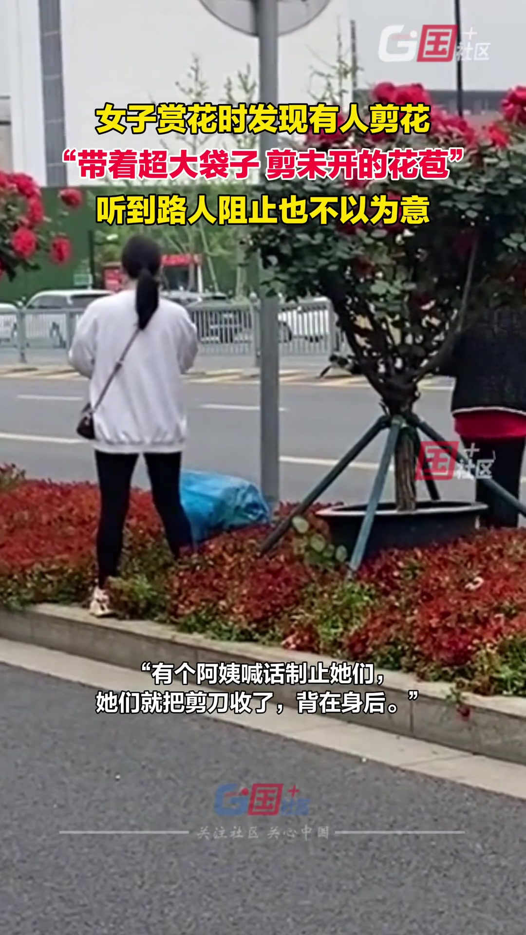 女子街头赏花时发现有人剪路边绿化带里的月季花苞