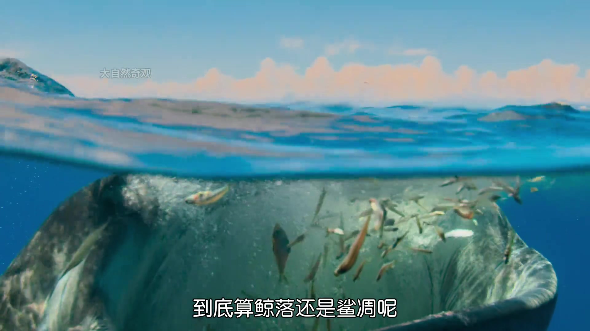 庞大的鲸鲨死后，算鲸落还是鲨凋呢？