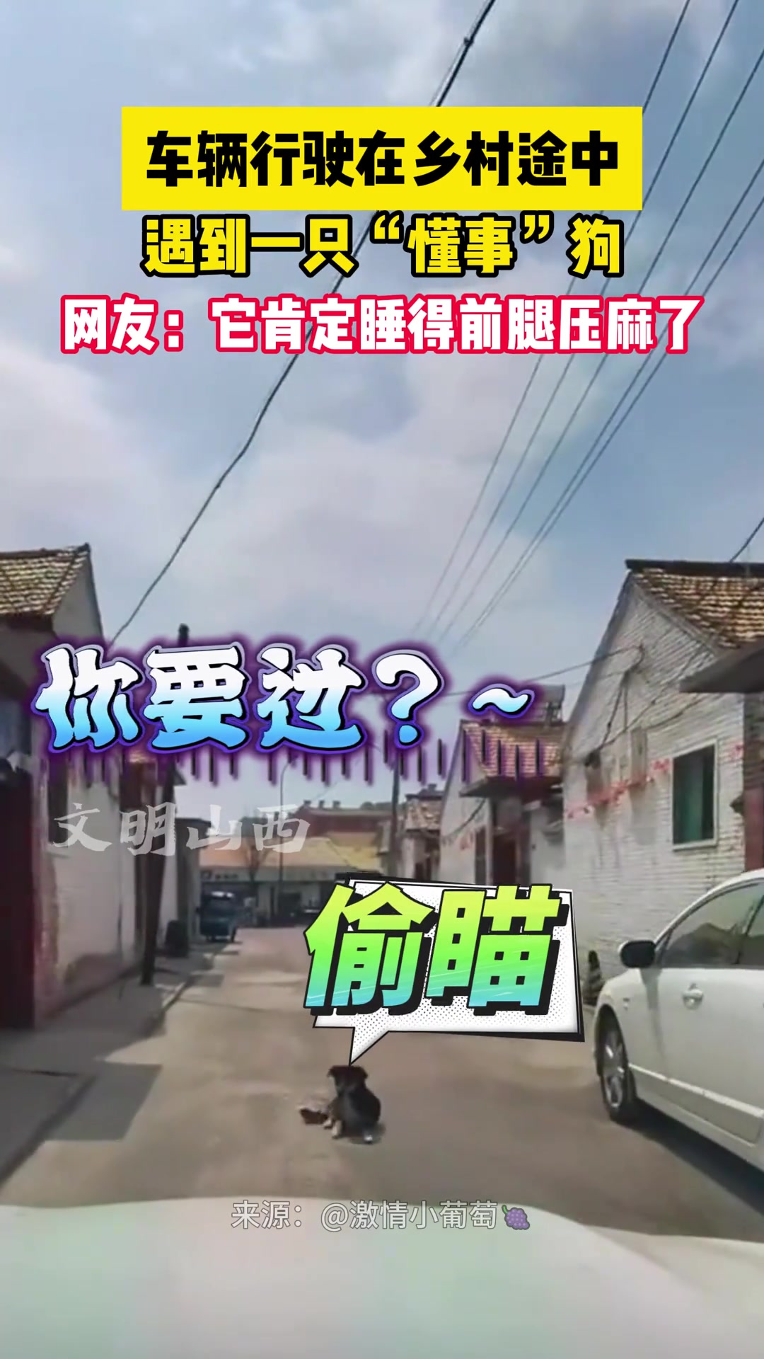 车辆行驶在乡村途中，遇到一只“懂事”狗