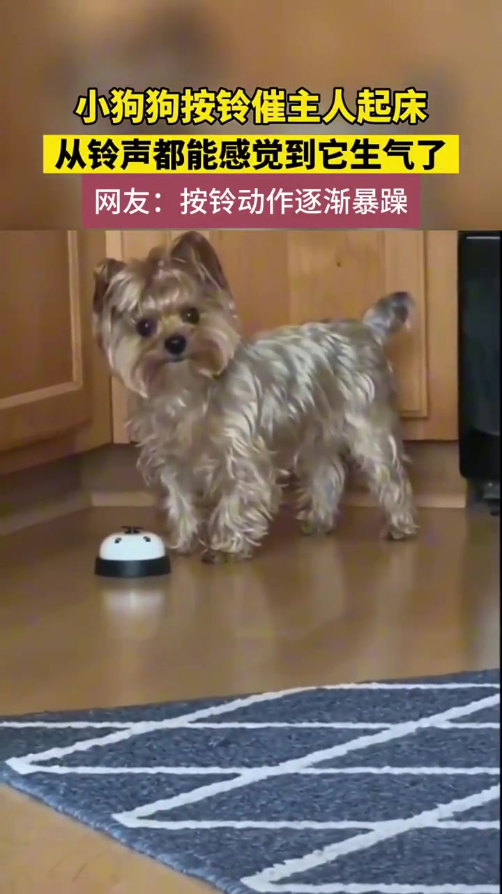 小狗狗按铃催主人起床，从铃声都能感觉到它生气了
