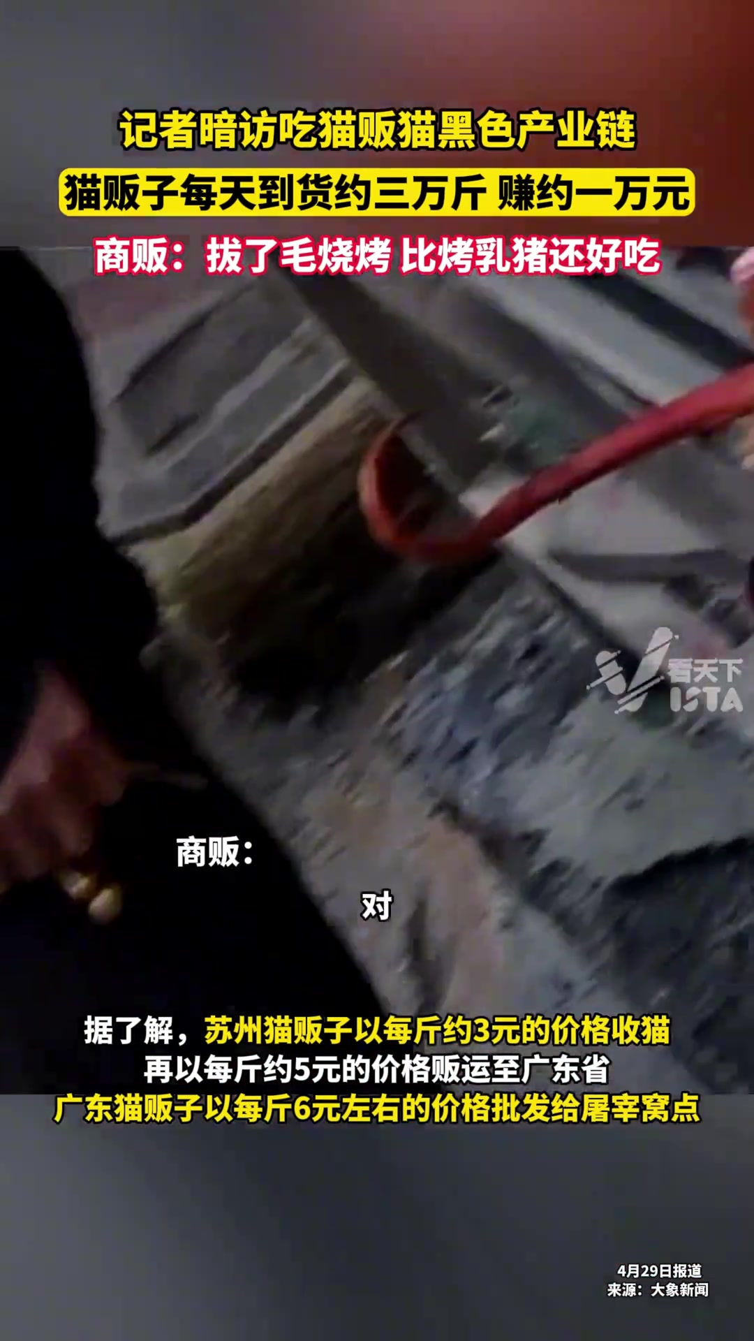记者暗访吃猫贩猫黑色产业链，商贩：比烤乳猪好吃