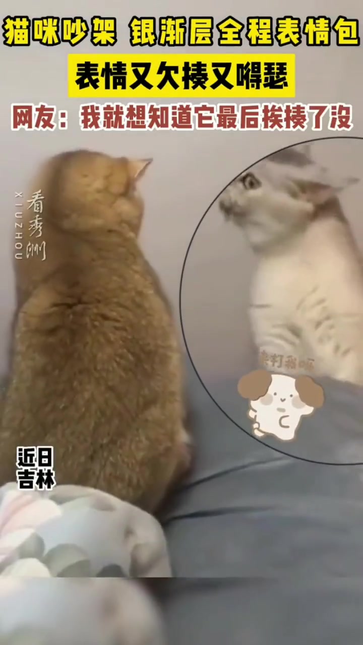 两猫咪吵架 银渐层全程表情太萌了~