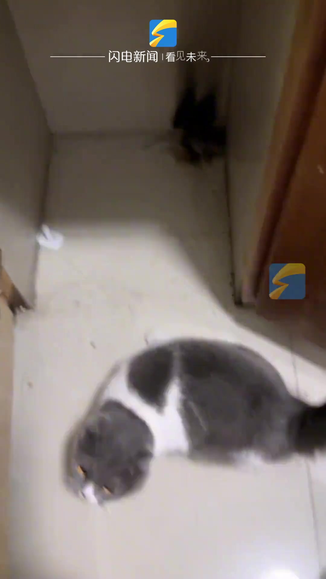宠物猫不会抓老鼠 ，主人在旁急得哇哇大叫