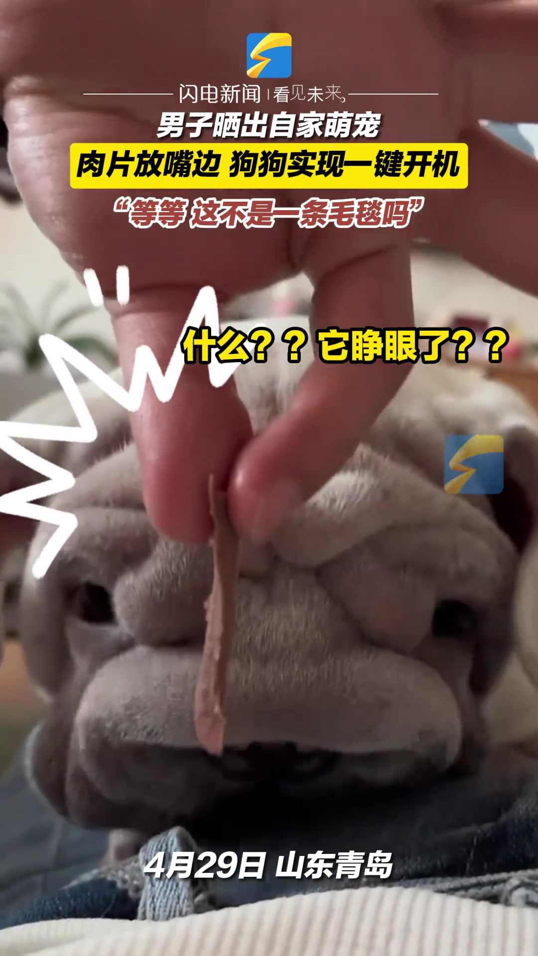 男子晒出自家萌宠，肉片放嘴边，狗狗实现一键开机