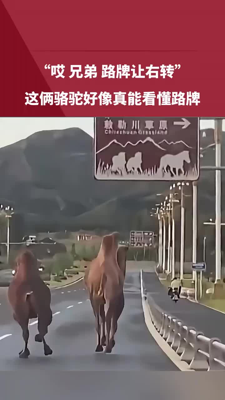 这俩骆驼很守交通规则~