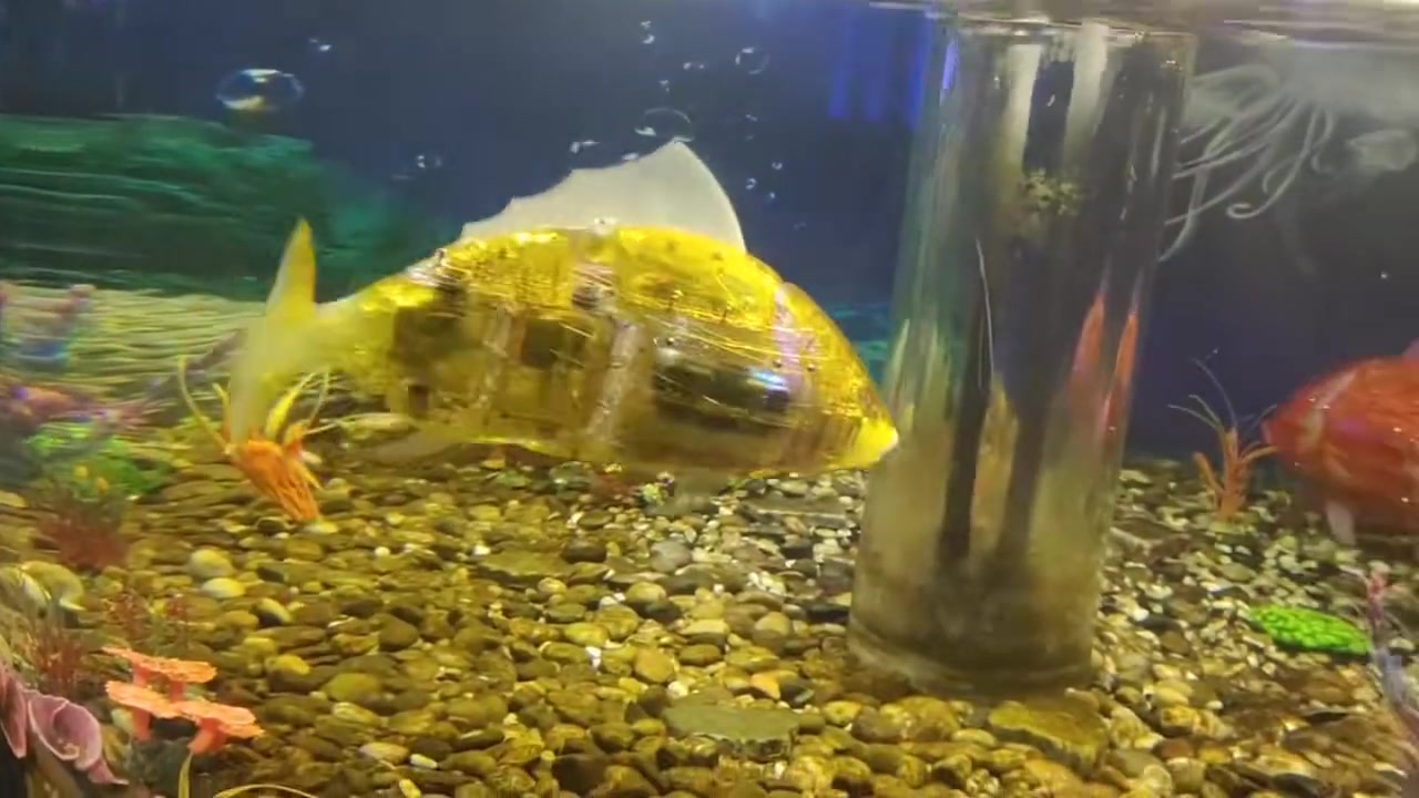 赛博朋克电子鱼？