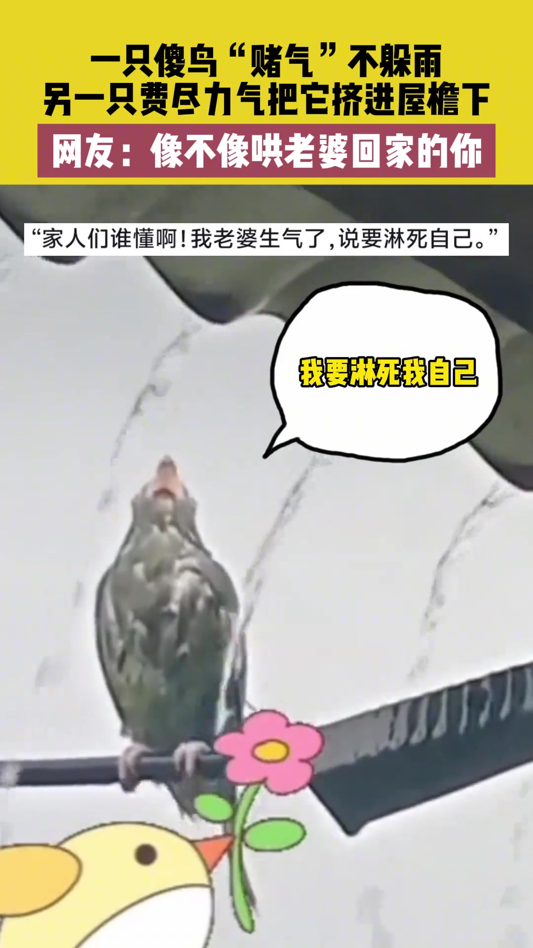 傻鸟“赌气”不躲雨，另一只费尽力气把它挤进屋檐下