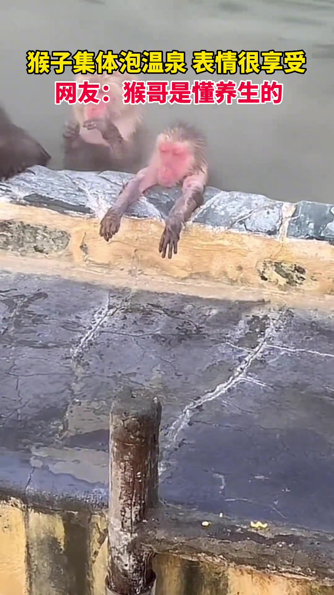 猴哥是懂养生得，表情很是享受