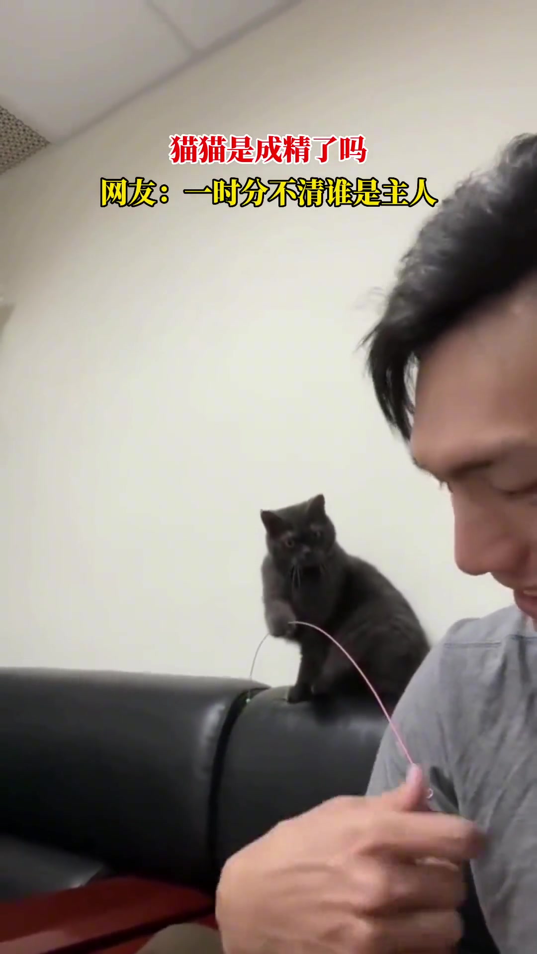 猫：给大家看看我养的宠物