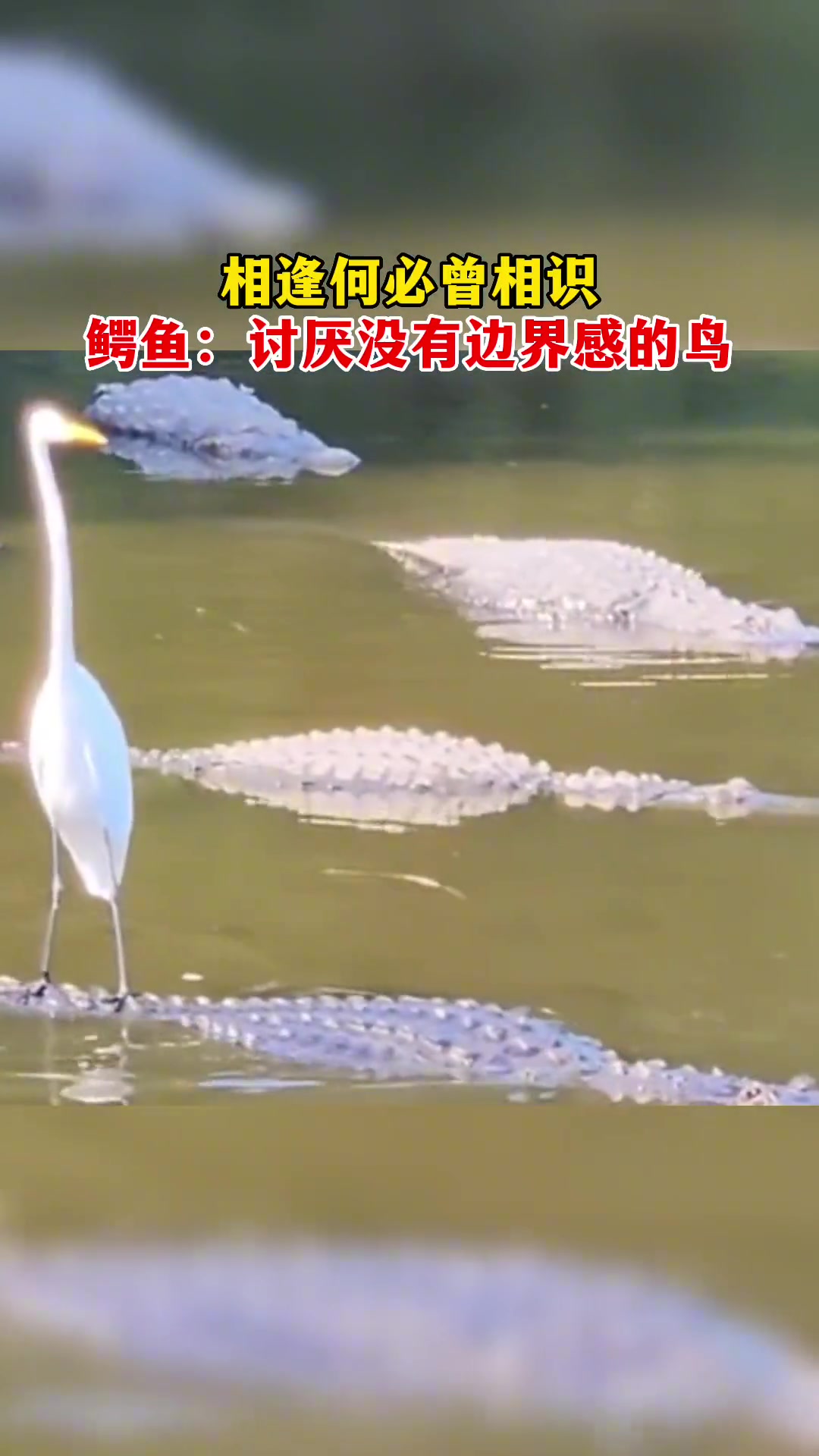 鳄鱼：讨厌没有边界感的鸟
