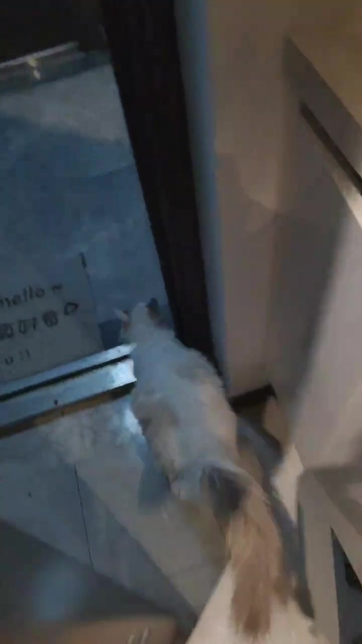 养猫的和不养猫的都沉默了：不可能，绝不可能