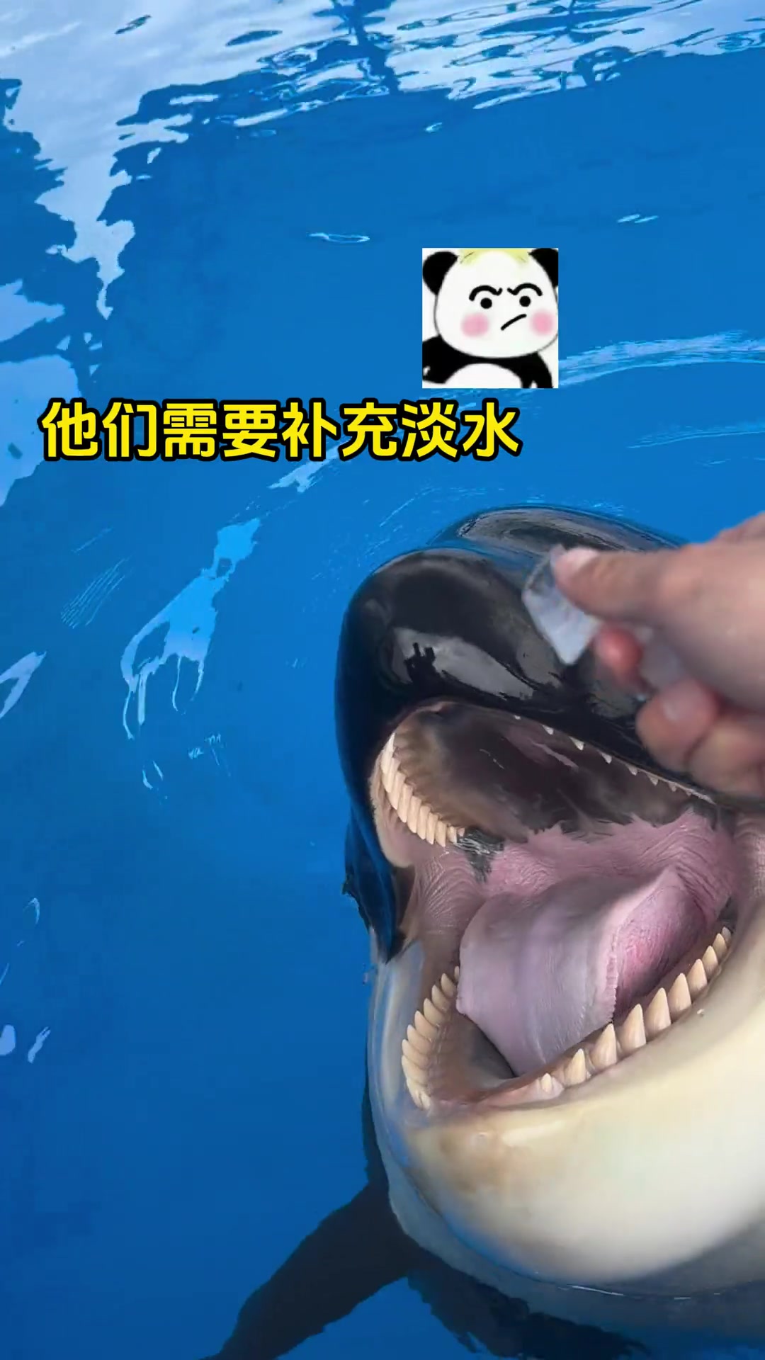 虎鲸为什么要吃冰块?