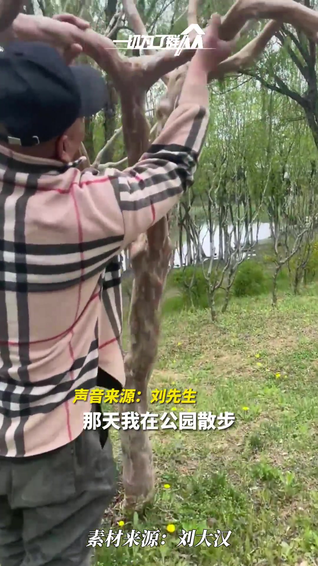 男子在公园偶遇大爷盘树，一问已经认真盘了四年