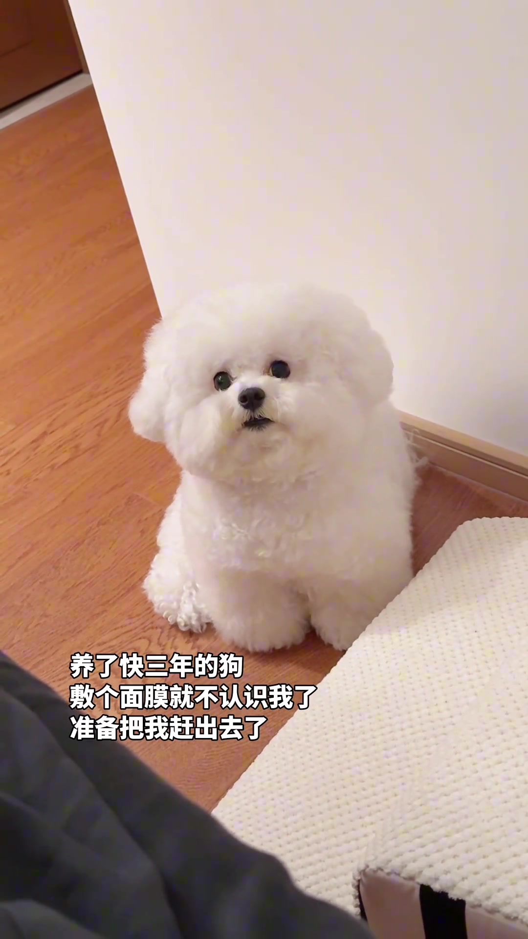 小狗 面容解锁失败